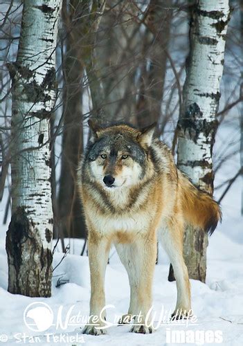 Gray Wolf In Aspen Trees Tekiela Tek5906 Edit Gray Wolf Ta Flickr