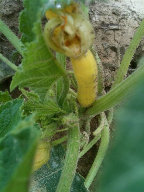 Bat bugs develop in colonies of roosting bats, most often occurring in. The Little Farm That Could: Jihad on Groundhogs