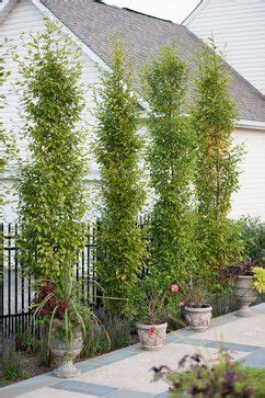 So, to grow a privacy hedge from the pragense viburnum, you recommend keeping to the width of the plant for spacing, it seems. Columnar Hornbeam Tree Design Ideas, Pictures, Remodel and ...