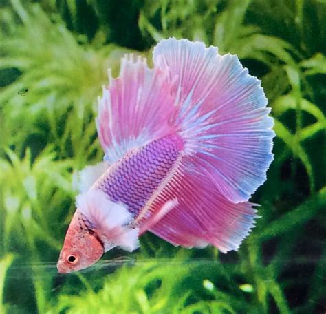Pink Halfmoon Betta Pretty Fish Cool Fish Beautiful Fish Animals