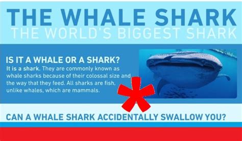 Infographic The Whale Shark Maritimecyprus