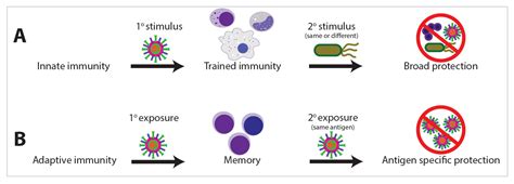 Ijms Free Full Text Exposome And Immunity Training How Pathogen Exposure Order Influences