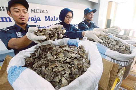 Tidak kurang juga malaysia mempunyai pelbagai. Vietnam, China pembeli tegar haiwan eksotik | Harian Metro