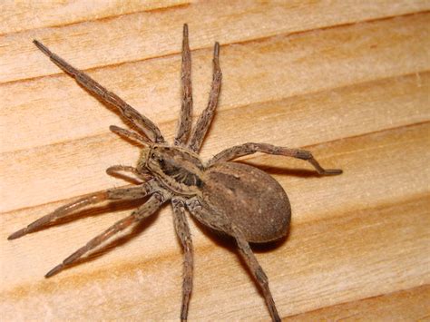 Tabla de contenidos 1 características de la araña violinista o del rincón 2 dónde viven las arañas violinistas o del rincón las características de la araña violinista o de rincón hacen que sea un animal muy singular. 4702867139_4321b9b87f_z.jpg
