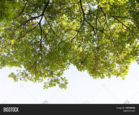 Tree Perspective Image And Photo Free Trial Bigstock