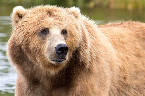 Free Picture Brown Bear Up Close Head Animal Mammal