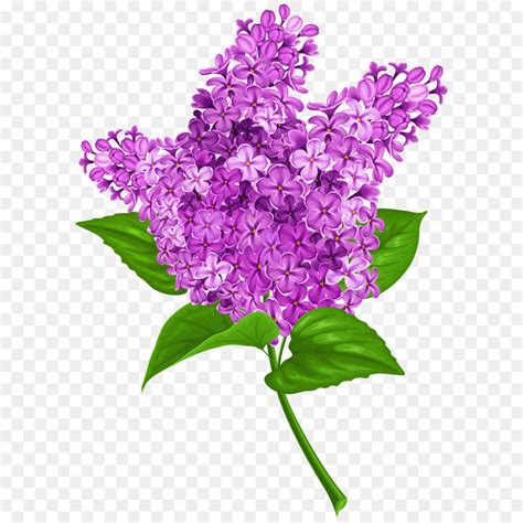 Free Clipart Lilacs 10 Free Cliparts Download Images On Clipground 2023