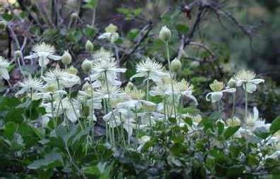 Once established, brachyscome is surprisingly drought tolerant. Clematis lasiantha (With images) | Clematis, Native plants ...