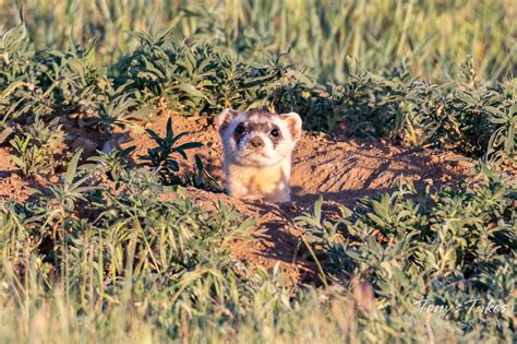 Black Footed Ferret Tonys Takes Photography