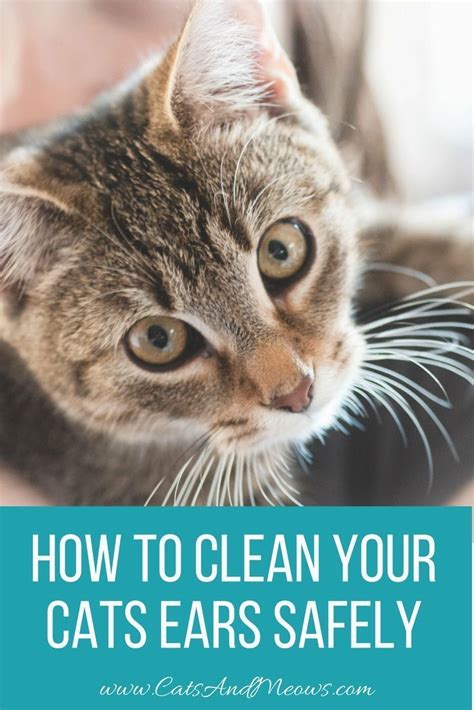 How To Clean Your Cats Ears Safely Cats And Meows Cat Ears Sick
