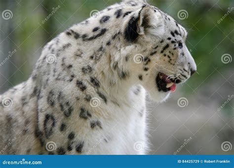 Snow Leopard in Profile stock image. Image of endangered - 84425729