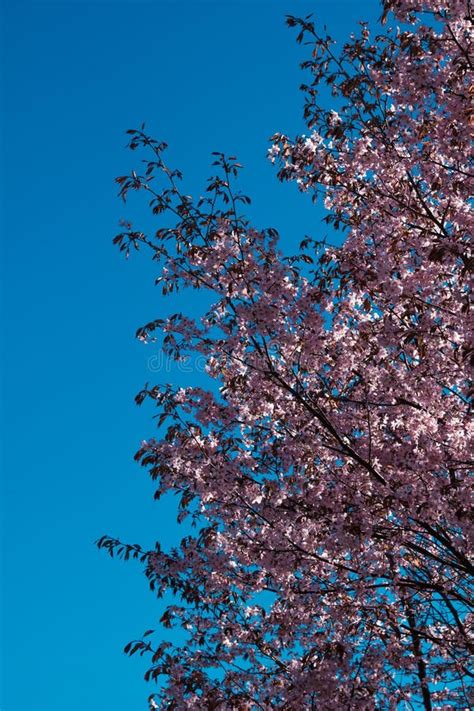 Flowering Sakura Tree In The Center Of Pushkin Stock Image Image Of
