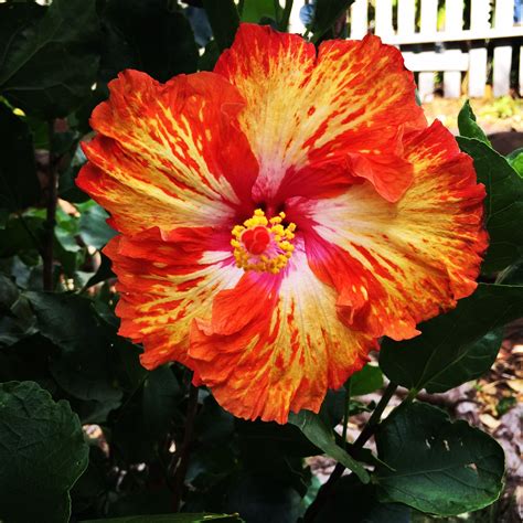 Hybrid Hibiscus Hibiscus Flowers Friend Pictures Hybrids Maui