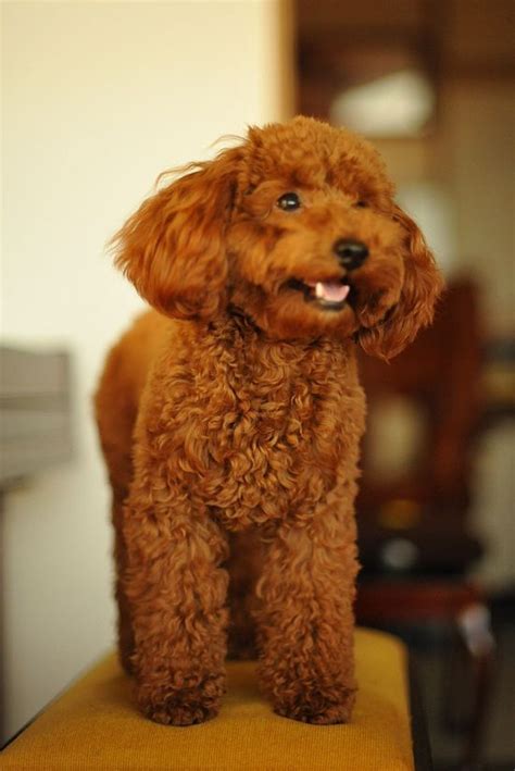 Toy Poodle Toy Poodle Adult Toy Poodle Puppy Dog Pictures