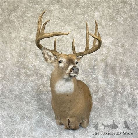 Whitetail Deer Shoulder Mount For Sale 28271 The Taxidermy Store