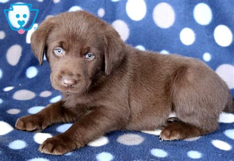 Akc chocolate labs we have a litter of 10 chocolate labradors. Ace | Labrador Retriever - Chocolate Puppy For Sale | Keystone Puppies