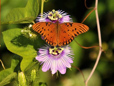 Passion Flower Care And Uk Growing Tips Upgardener