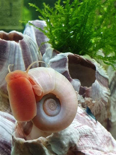 Sep 13, 2021 · r/gabbypetito: Some girls get flowers, i got a pink snail 🤷🏻‍♀️ best ...
