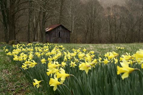 Filefield Yellow Spring Wild Flowers West Virginia Forestwander