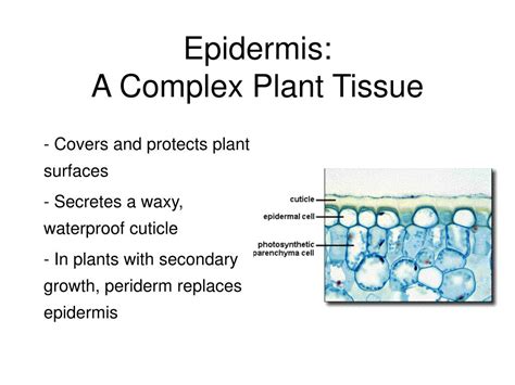 Ppt Plant Tissues Powerpoint Presentation Free Download Id1196663