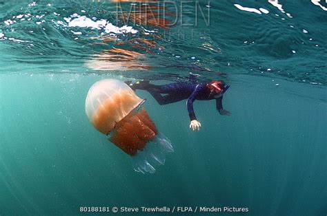 Barrel Jellyfish Stock Photo Minden Pictures