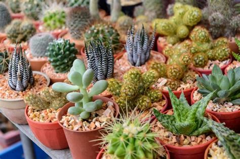 Guía Rápida Sobre El Cuidado De Cactus Y Suculentas Todo Lo Que Tienes