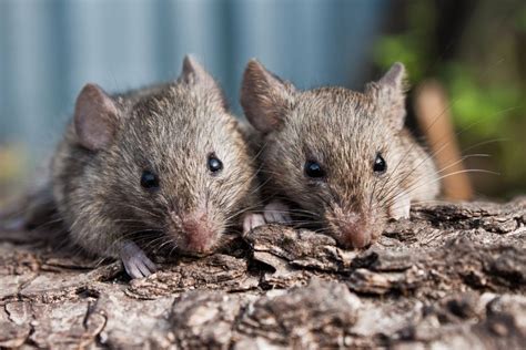 Get the openings closed as soon as possible. Mice carry #diseases, including #hantavirus, #lymphocytic ...