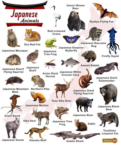 Japanese Animals List Facts And Pictures