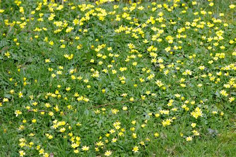 Buttercup Meadow Flowers Free Stock Photo Public Domain Pictures