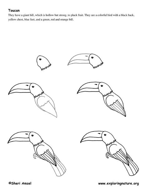 How to draw rainforest animals easy. How to draw a toucan, step-by-step. (art, kids, drawing lesson) | Jungle drawing, Easy animal ...