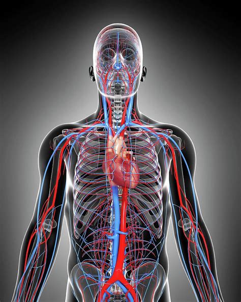 Cardiovascular System Photograph By Pixologicstudioscience Photo