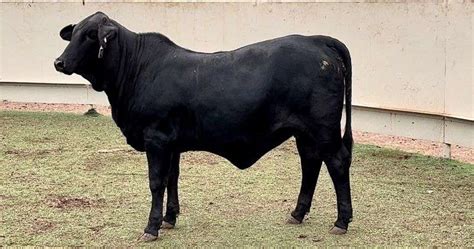 Black Brahman Cross Jandj Cattle Co