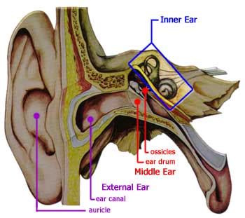 At the base of the canals are the utricle and saccule, each containing a patch of sensory hair cells. BPPV, notes from E Cervoni MD