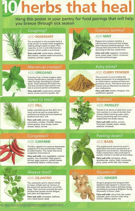 A Witchs Guide To Healing Herbs Daily Infographic