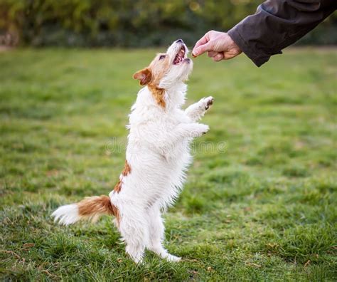 Cute Pet Dog Puppy Begging For Treat Stock Image Image Of Terrier