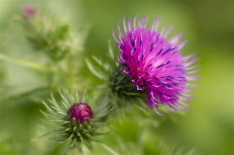 19 Types Of Thistle Weeds Green Garden Tribe
