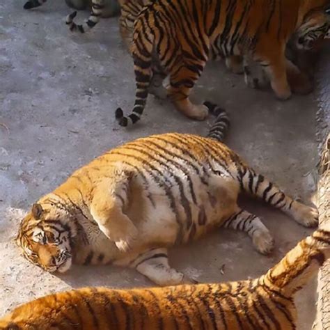 Obese Tigers At Chinas Harbin Tiger Park Wild Welfare