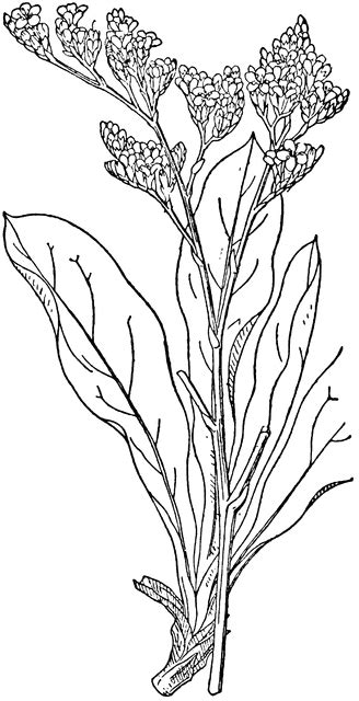 Then draw two more petals on either side of the top petal. Sea lavender | ClipArt ETC