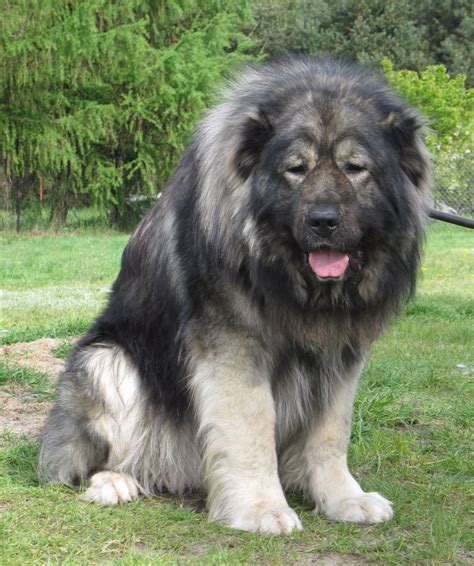 Rare Breeds Big Dog Breeds Caucasian Shepherd Dog Russian Bear Dog