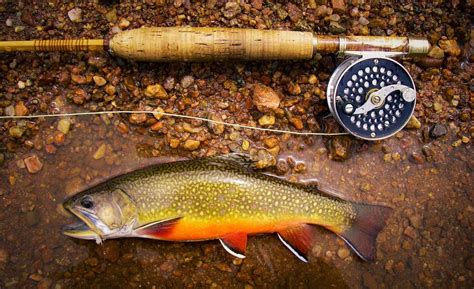 Beautiful Brook Trout Fly Fishing Trout Fishing Tips Fish