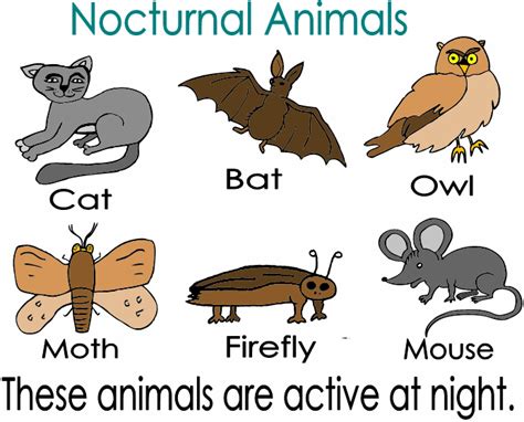 Nocturnalanimalsflashcard 692×559 Daycare Activities Animal