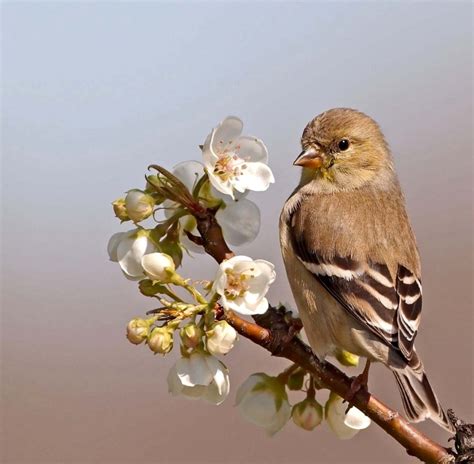 Beautiful Birds - Beautiful Nature Photo (23812629) - Fanpop