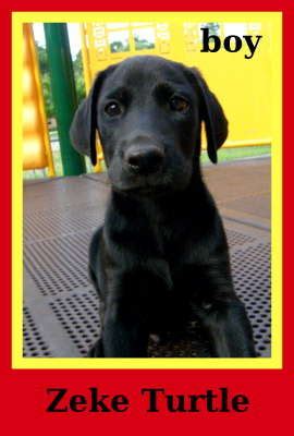 Doberman pinschers for adoptionselect a breed. Chocolate Lab Doberman Mix Puppies FOR SALE ADOPTION from ...