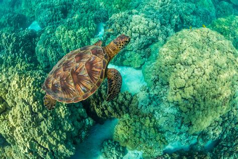 Green Sea Turtle Swimming Among Coral Reefs Off Big Island Flickr