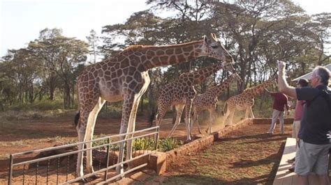 video nubian giraffes facing a silent extinction abc news