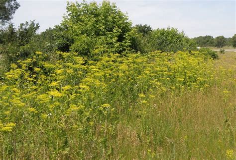 Tall Weed With Small Yellow Flowers Could Be Wild Parsnip