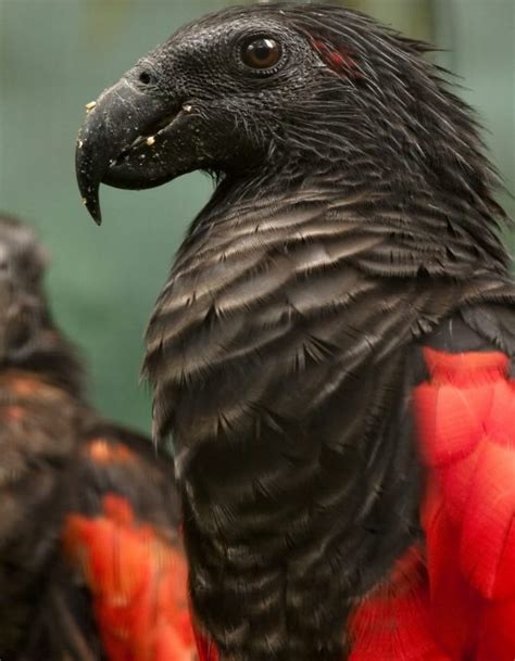 Bird carrier backpack travel parrot bag cage with perch stand for parakeets. Look at this Dracula Parrot, amazingly beautiful and scary ...