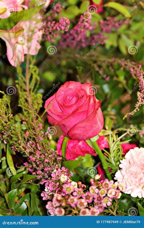 Single Pink Rosebud Stock Image Image Of Closeup Summer 177987949