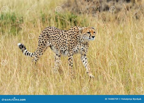 Cheetah On Savannah In Africa Stock Image Image Of African Hunting