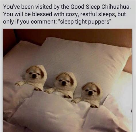 Sleep Tight Pupper Know Your Meme